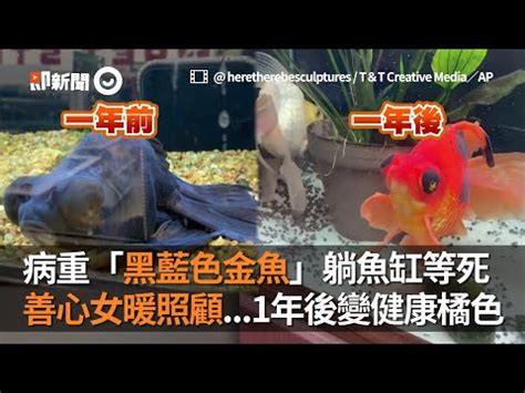 黑色黑牡丹金魚|【黑牡丹金魚】欣賞黑牡丹金魚的絢麗魅力 養殖指南。